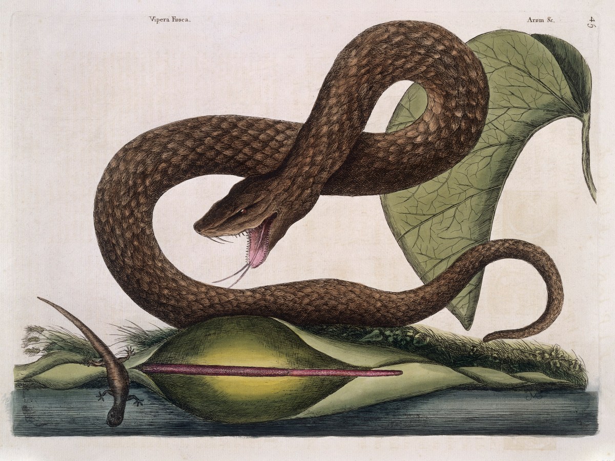 Snake-Themed Creative Writing Competition: 3rd Place – The Snake in My Flat